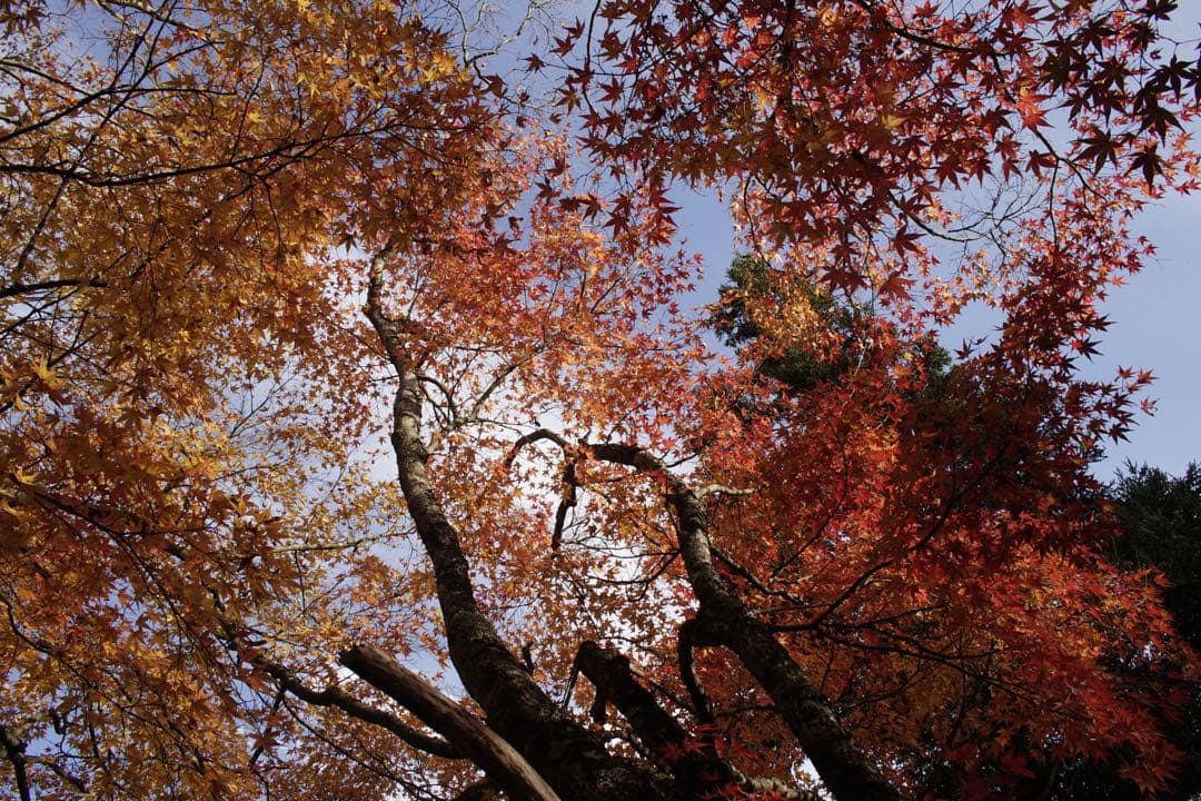 作例付き　TOKINA AT-X PRO 28-70mm F2.8 管mpr