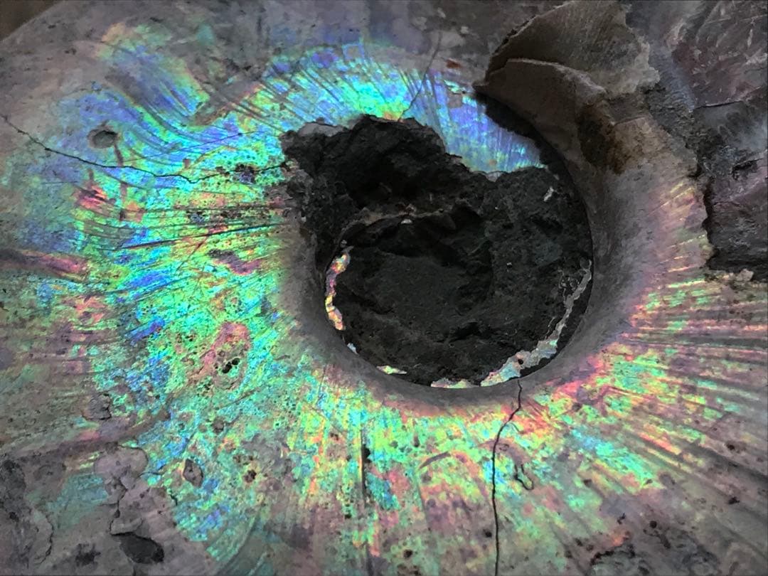 【限定価格】マダガスカル産　アンモナイト化石青（ビューダンティセラス）大サイズ