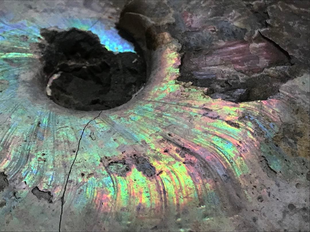 【限定価格】マダガスカル産　アンモナイト化石青（ビューダンティセラス）大サイズ