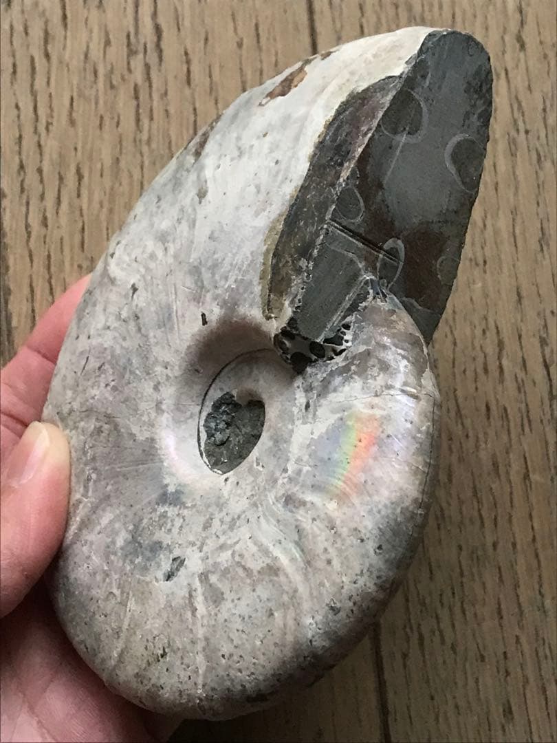 【限定価格】マダガスカル産　アンモナイト化石青（ビューダンティセラス）大サイズ