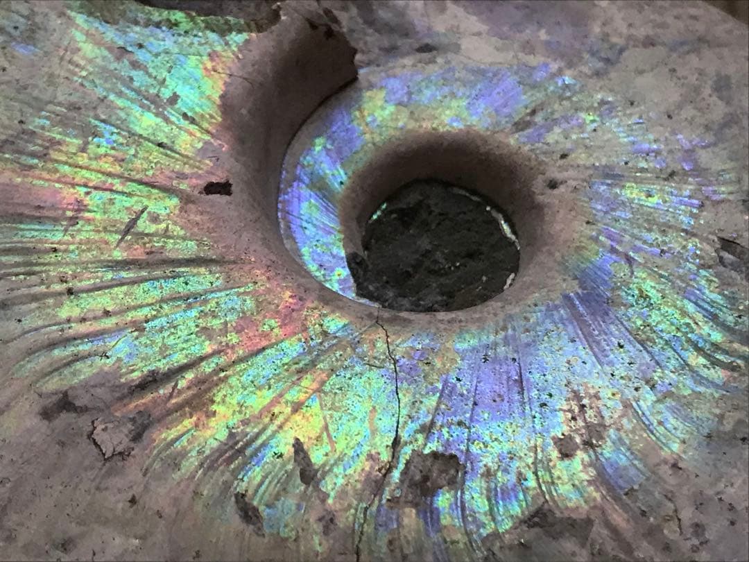 【限定価格】マダガスカル産　アンモナイト化石青（ビューダンティセラス）大サイズ