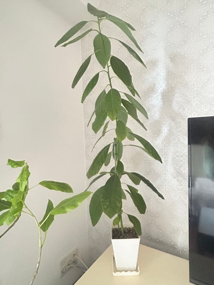 アボカド苗木110〜115cm　実生苗「鉢付き」100%無農薬