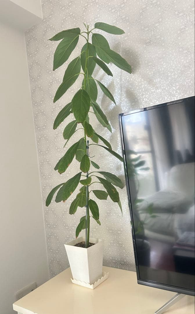 アボカド苗木110〜115cm　実生苗「鉢付き」100%無農薬