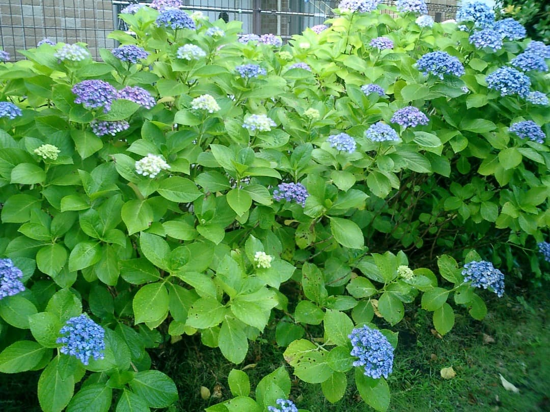 レトロ⭕️【動作oK!】CASIO EXILIM CARD EX-S2 シルバー