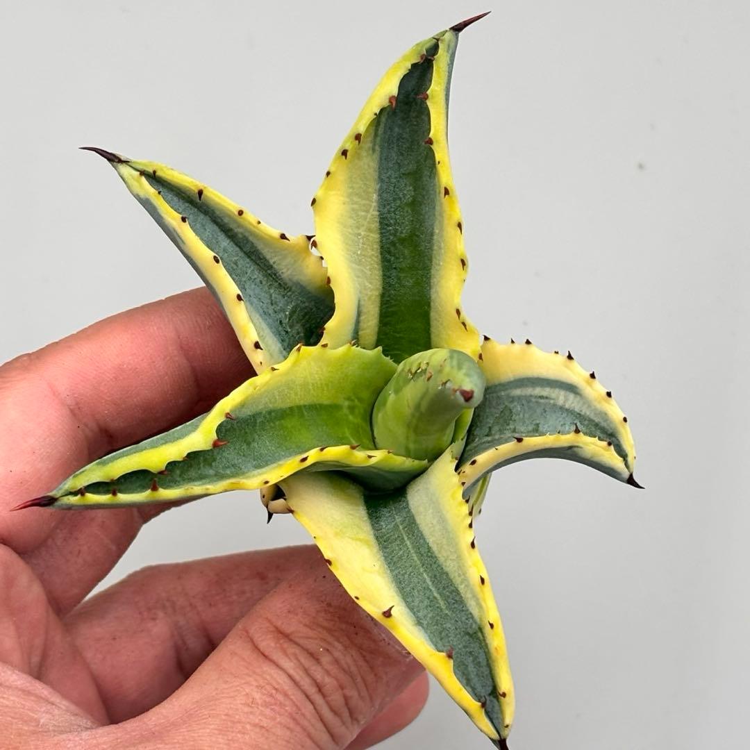 ナ*ん様 【龍門】アガベ　特選　多肉植物 リップルエフェクト　天芽　コレクション