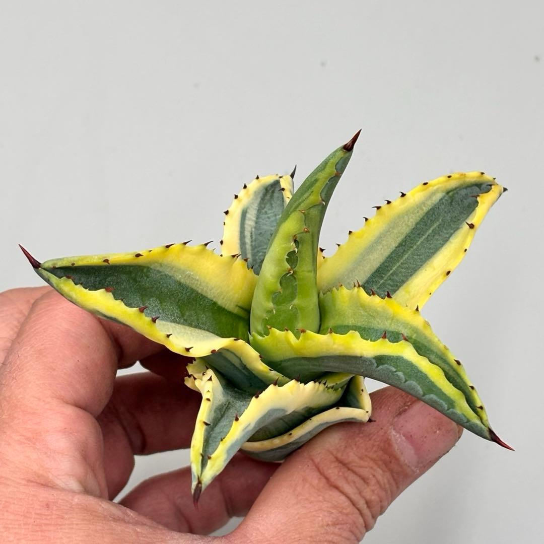 ナ*ん様 【龍門】アガベ　特選　多肉植物 リップルエフェクト　天芽　コレクション