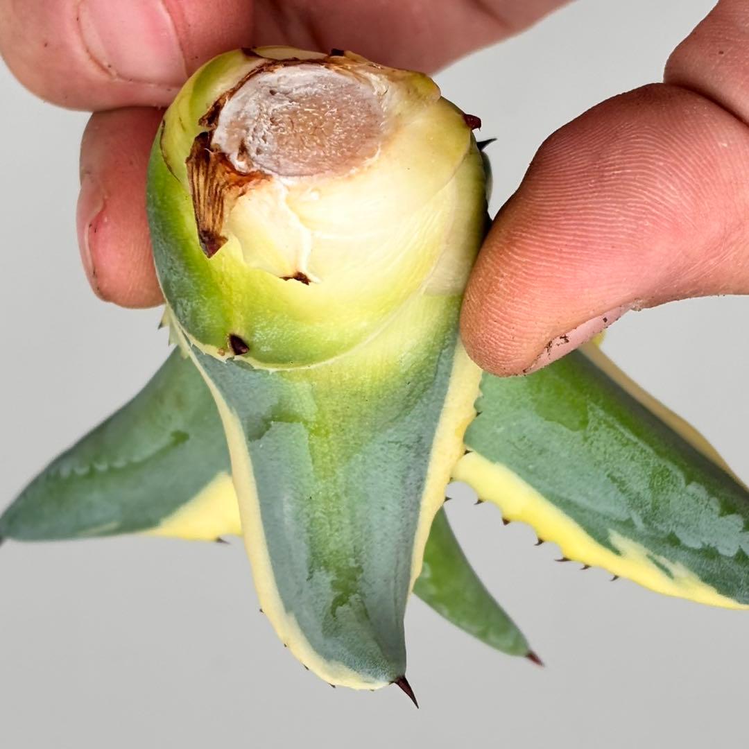 ナ*ん様 【龍門】アガベ　特選　多肉植物 リップルエフェクト　天芽　コレクション