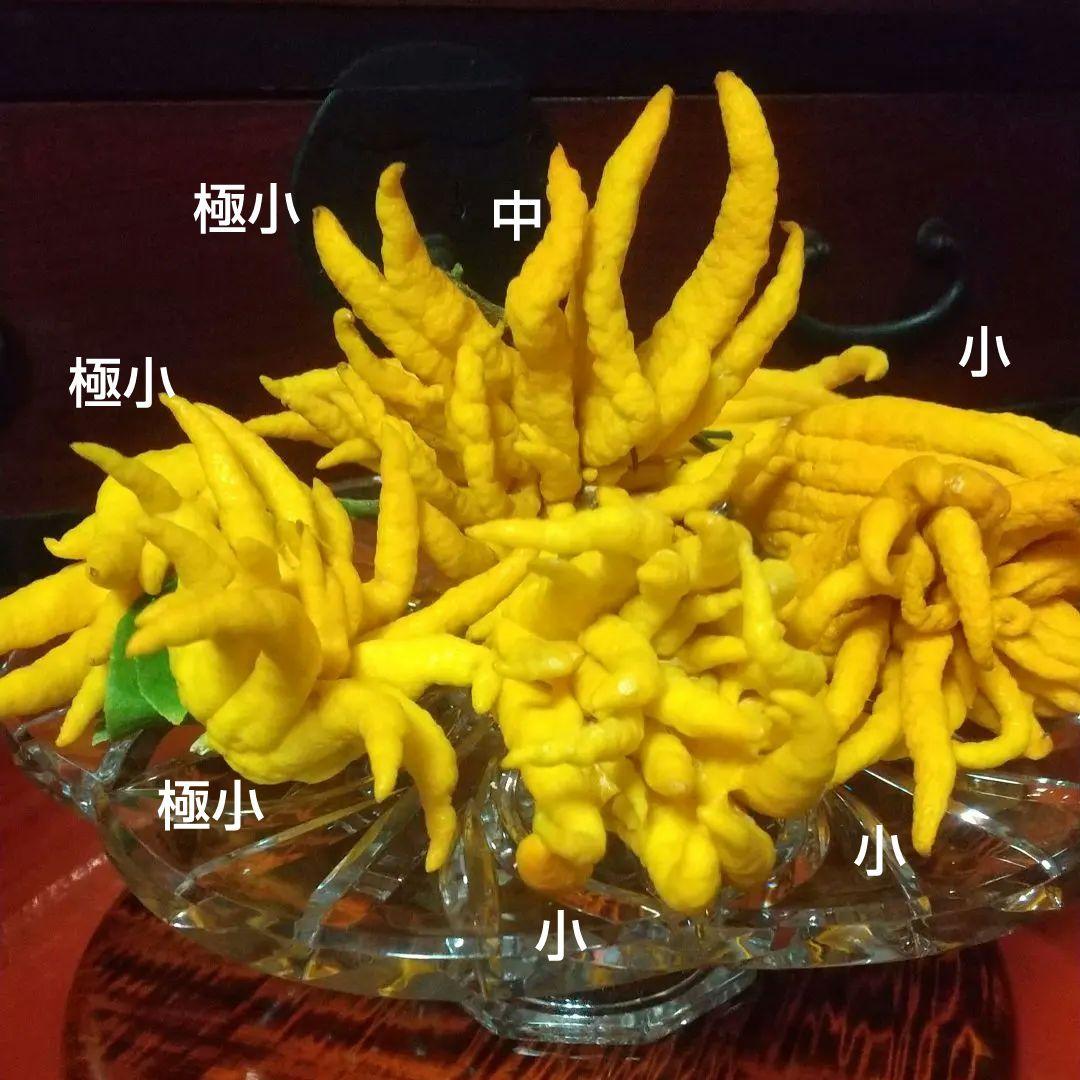 沙織です ☀縁起物飾り仏手柑最終特価 大、中、小 、極小 お任せセット