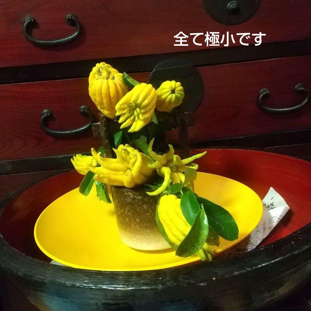 沙織です ☀縁起物飾り仏手柑最終特価 大、中、小 、極小 お任せセット