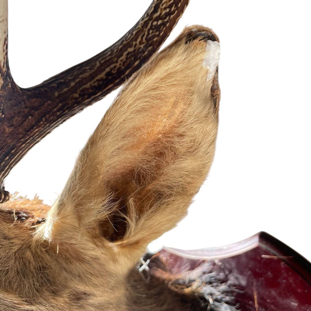 【本物】鹿の剥製　インテリア 壁掛　ハンティングトロフィー　エゾシカ （1）