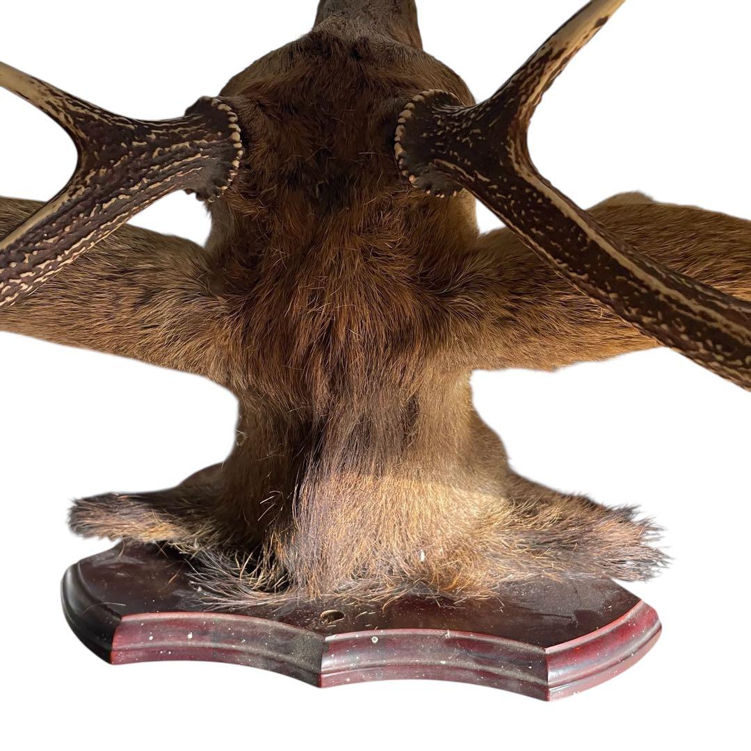 【本物】鹿の剥製　インテリア 壁掛　ハンティングトロフィー　エゾシカ （1）