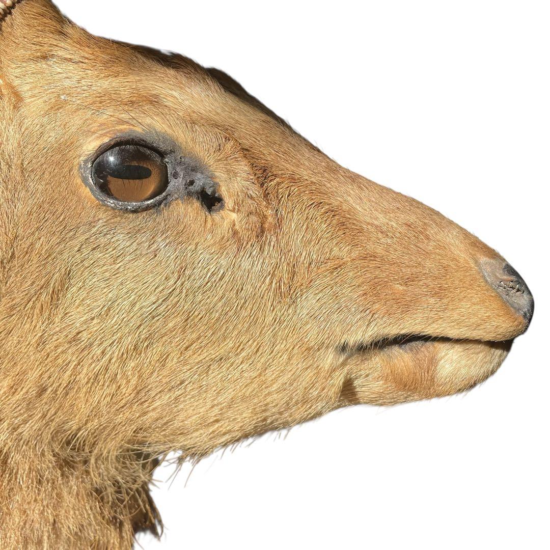 【本物】鹿の剥製　インテリア 壁掛　ハンティングトロフィー　エゾシカ （1）