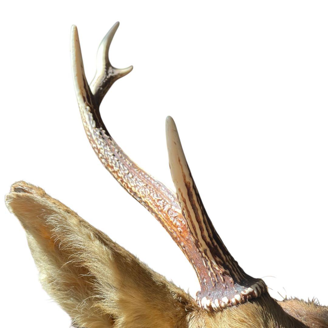 【本物】鹿の剥製　インテリア 壁掛　ハンティングトロフィー　エゾシカ （1）