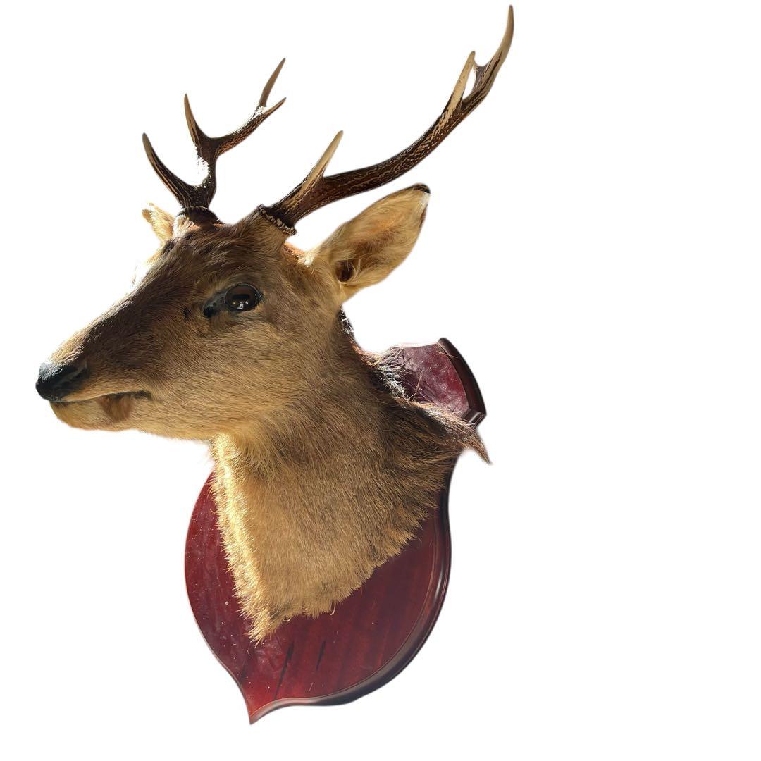 【本物】鹿の剥製　インテリア 壁掛　ハンティングトロフィー　エゾシカ （1）