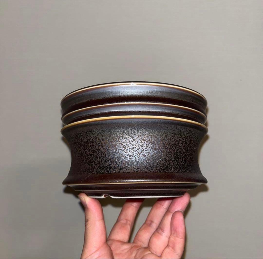 XL SIZE 植木鉢 作家鉢 グラキリス パキプス 恵比寿笑い 黒鬼城 魔界玉