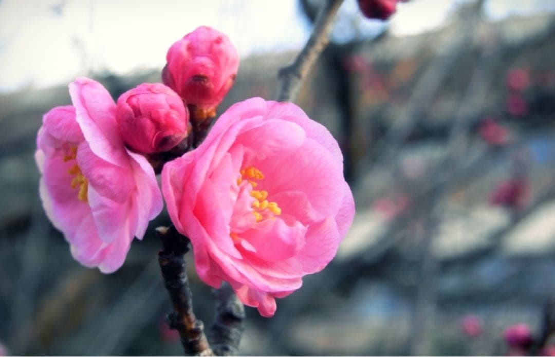 RICOH リコー R10 ブラウン デジタルカメラ