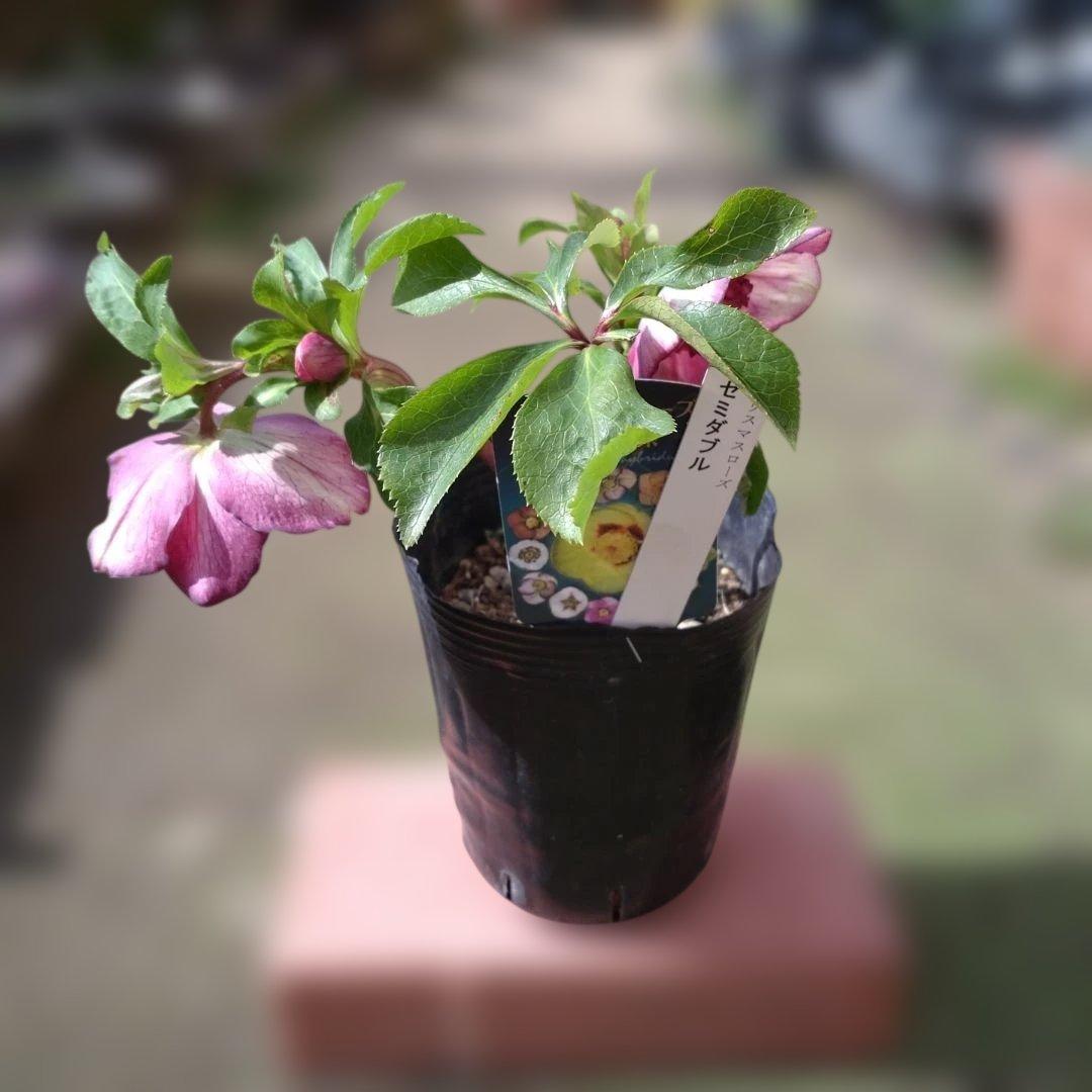 曽田園芸✨セミダブル✨開花株✨かすれ模様✨アンティークピンク✨クリスマスローズ