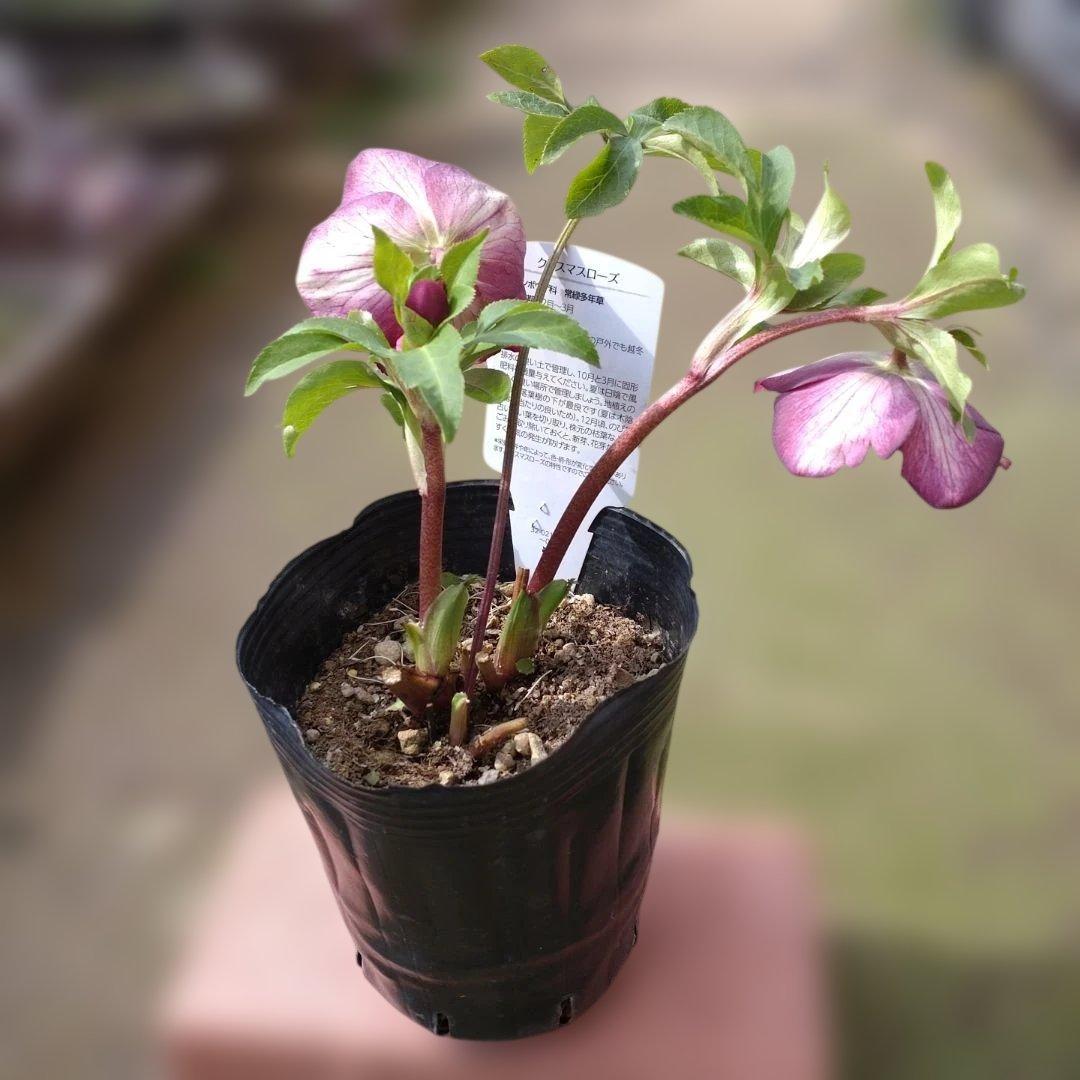 曽田園芸✨セミダブル✨開花株✨かすれ模様✨アンティークピンク✨クリスマスローズ
