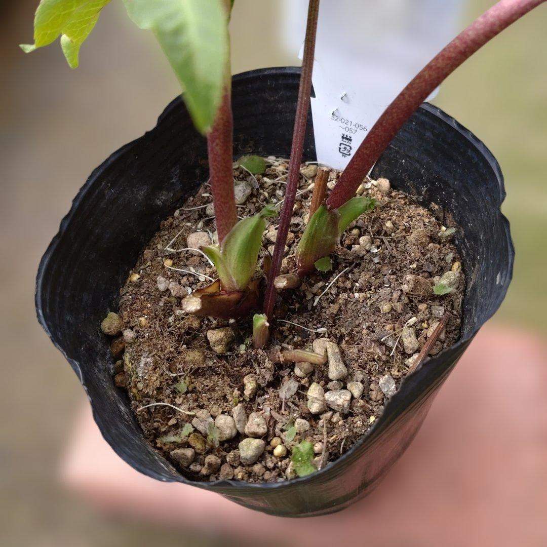 曽田園芸✨セミダブル✨開花株✨かすれ模様✨アンティークピンク✨クリスマスローズ