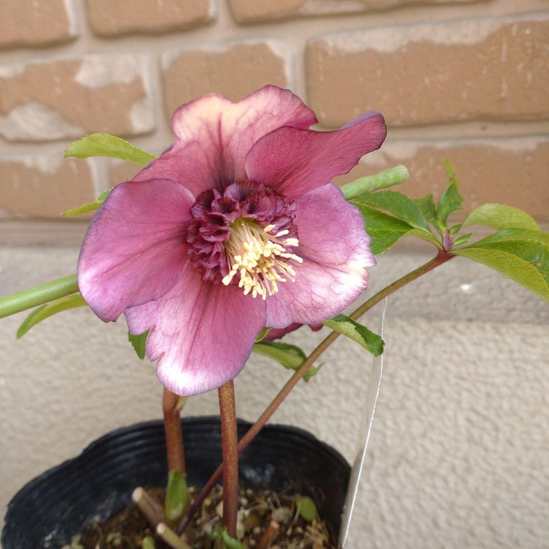 曽田園芸✨セミダブル✨開花株✨かすれ模様✨アンティークピンク✨クリスマスローズ