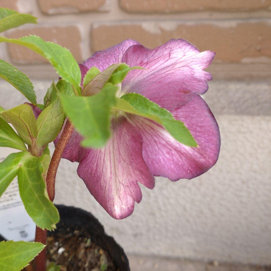 曽田園芸✨セミダブル✨開花株✨かすれ模様✨アンティークピンク✨クリスマスローズ