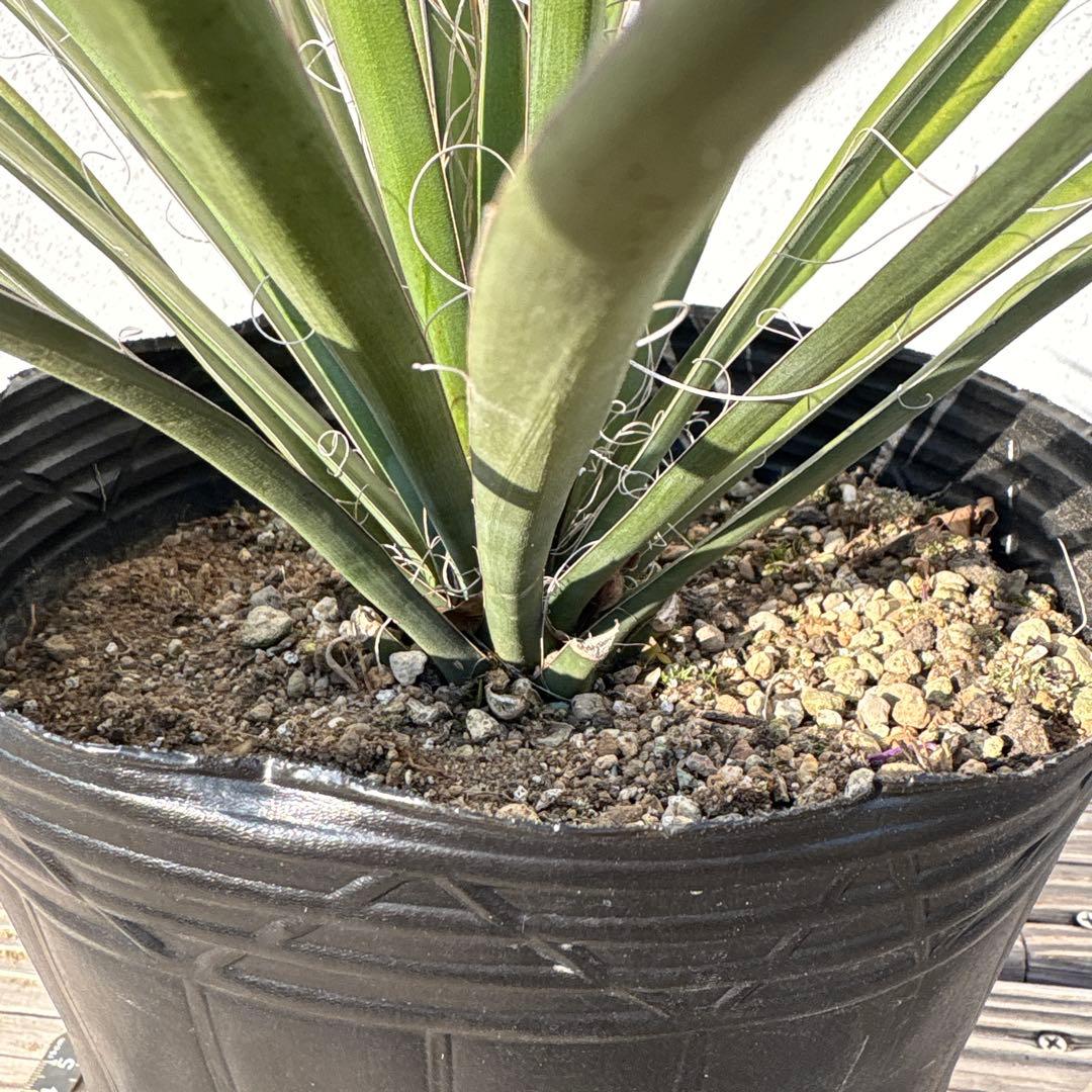 ユッカ　フィリフェラ　実生苗　1株