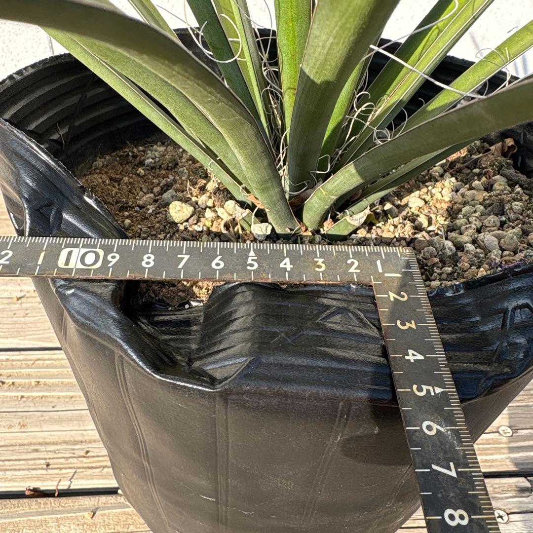 ユッカ　フィリフェラ　実生苗　1株