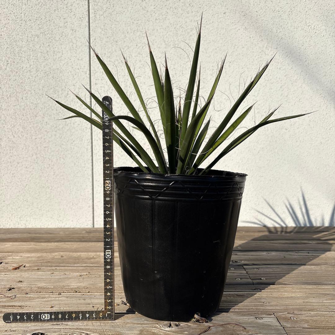ユッカ　フィリフェラ　実生苗　1株