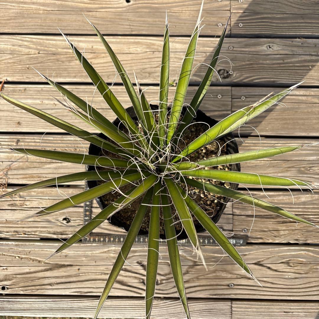 ユッカ　フィリフェラ　実生苗　1株