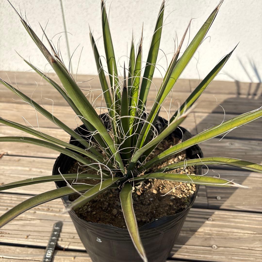 ユッカ　フィリフェラ　実生苗　1株
