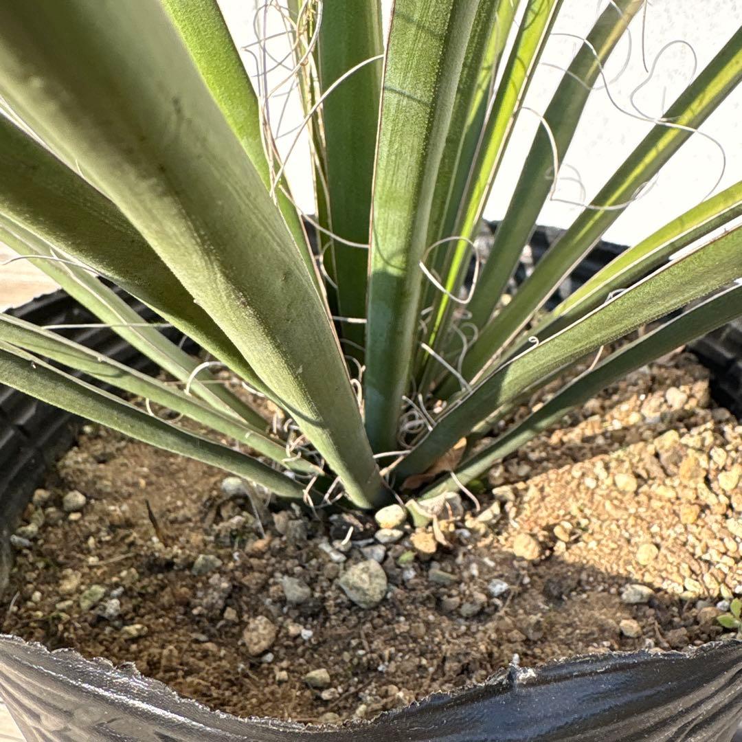 ユッカ　フィリフェラ　実生苗　1株