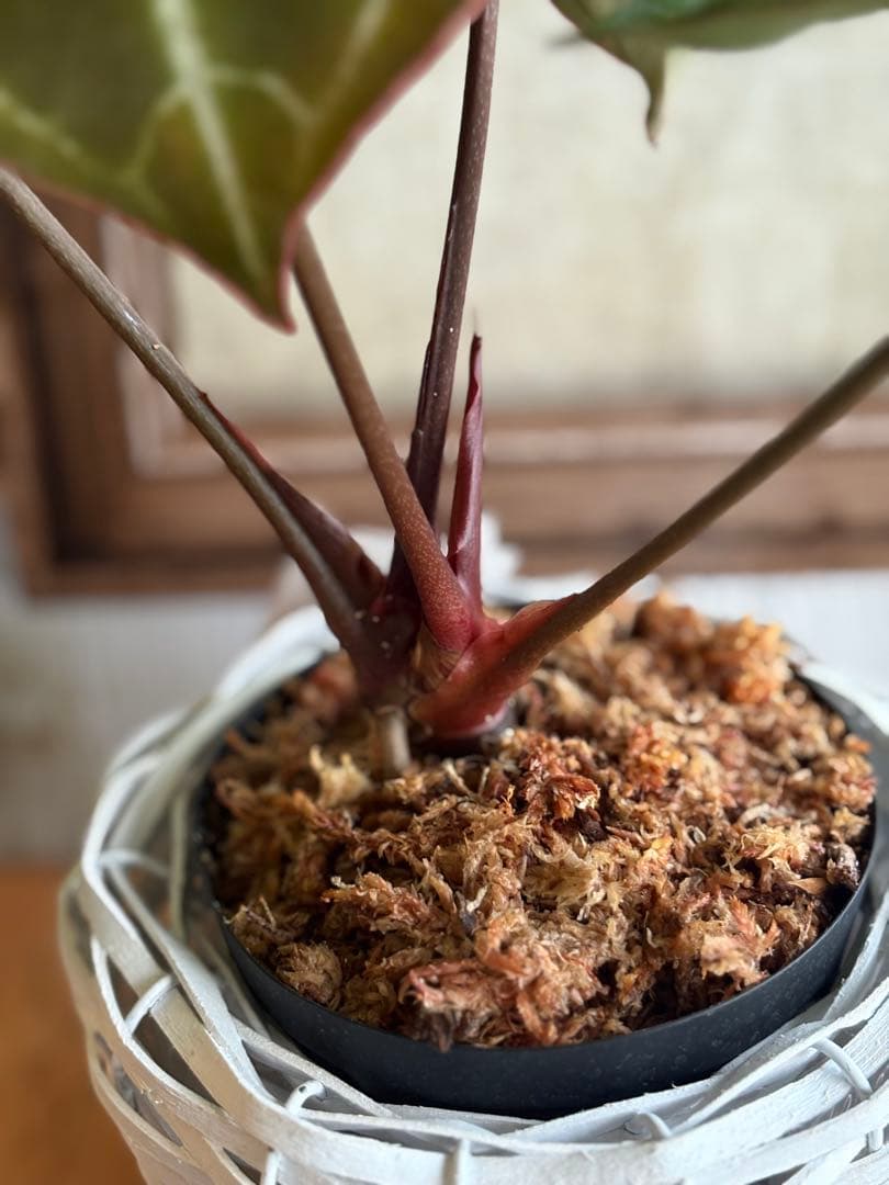 ポットごと　アンスリウム　レガレ