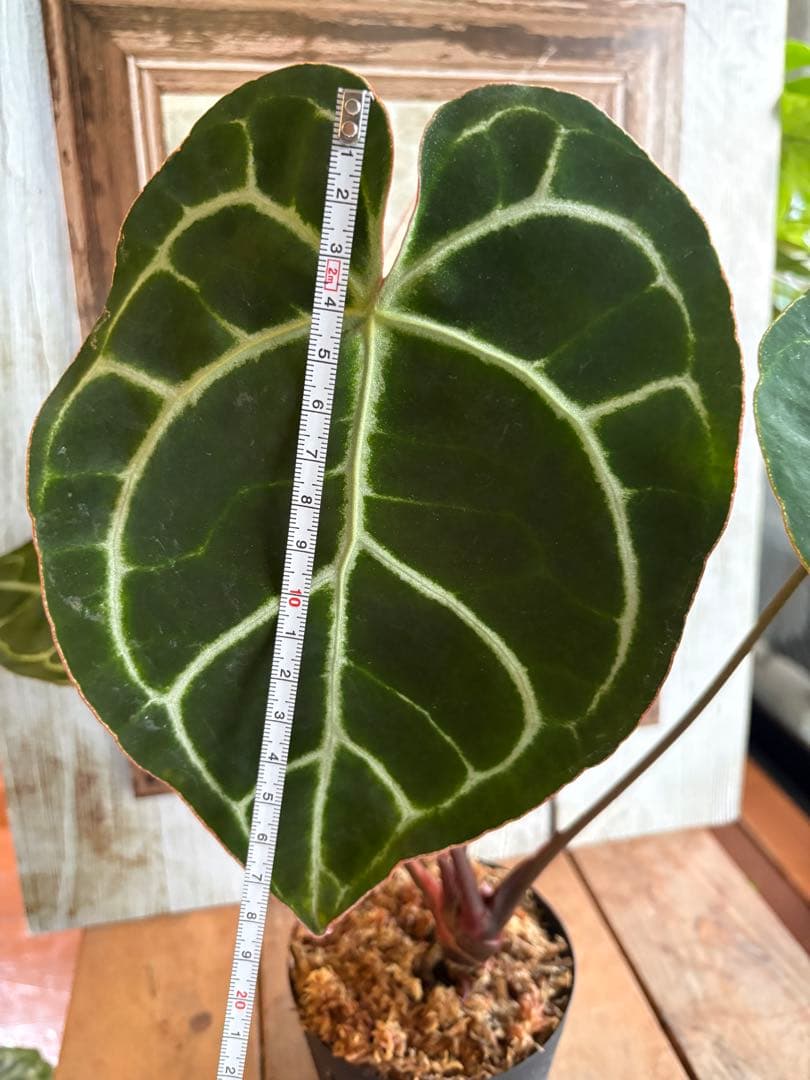 ポットごと　アンスリウム　レガレ