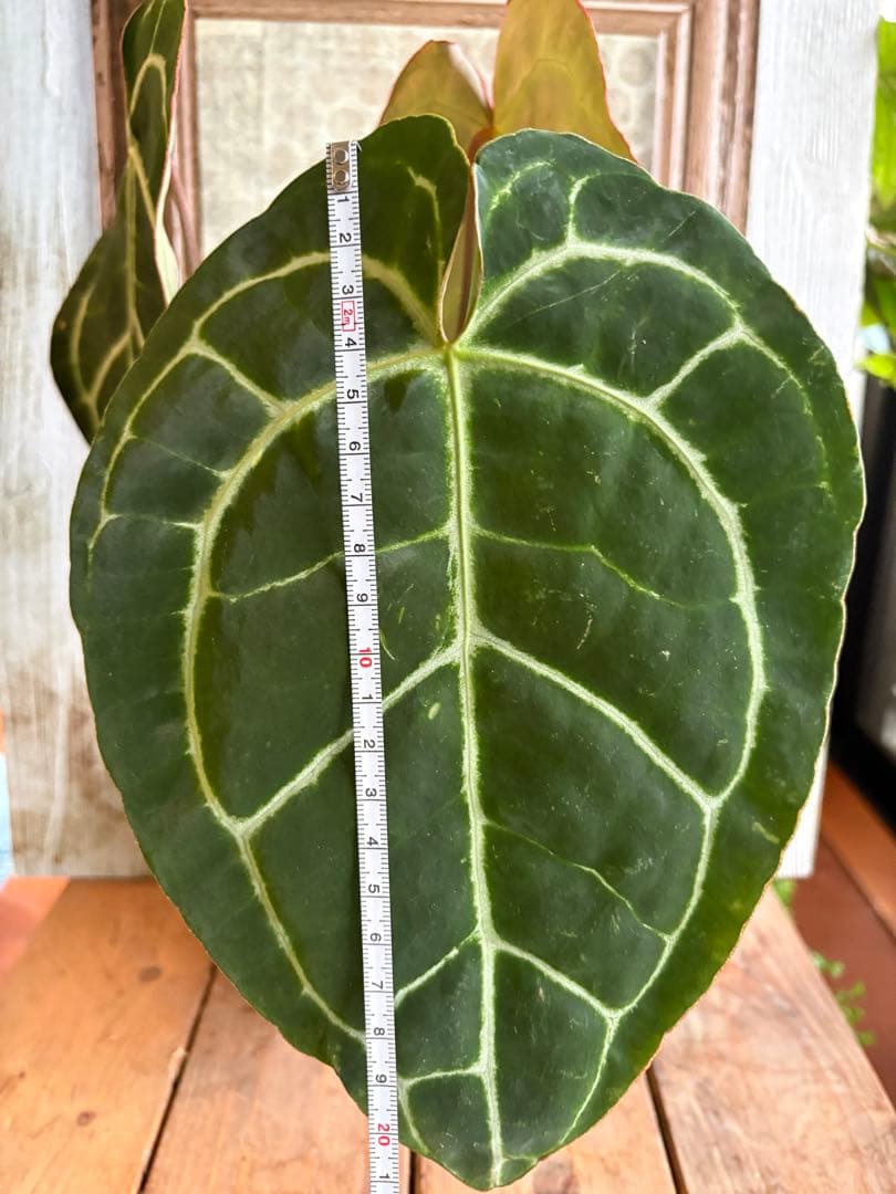 ポットごと　アンスリウム　レガレ