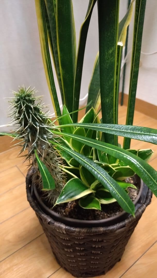 【大型】パキポディウム、サンスベリア寄せ植え、観葉植物鉢カバー付き、インテリア