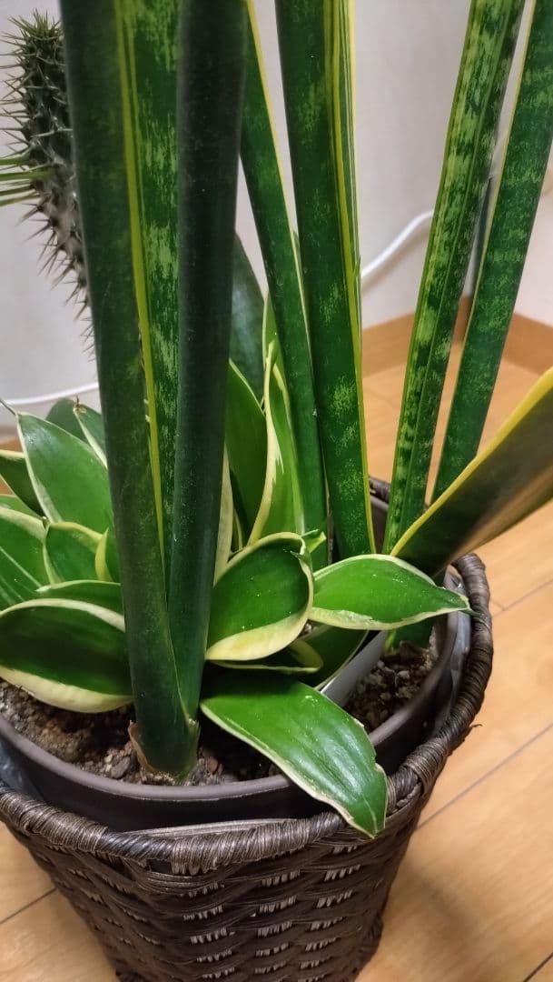【大型】パキポディウム、サンスベリア寄せ植え、観葉植物鉢カバー付き、インテリア