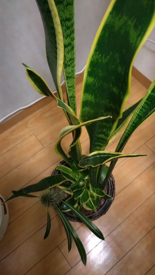 【大型】パキポディウム、サンスベリア寄せ植え、観葉植物鉢カバー付き、インテリア
