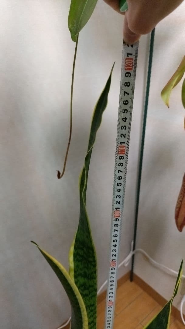 【大型】パキポディウム、サンスベリア寄せ植え、観葉植物鉢カバー付き、インテリア