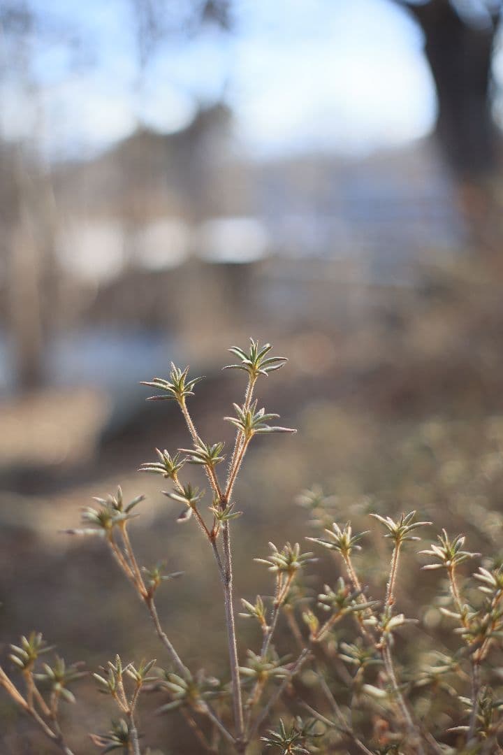Super-Takumar 55mm F1.8 後期型 S/N：1406850