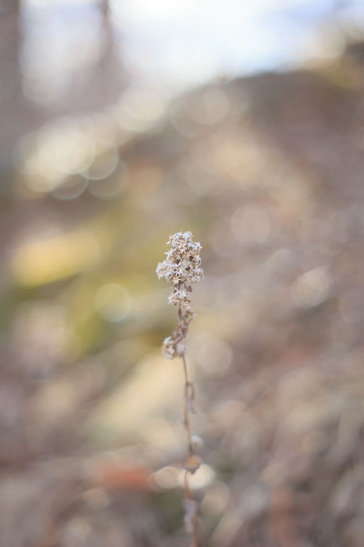 Super-Takumar 55mm F1.8 後期型 S/N：1406850