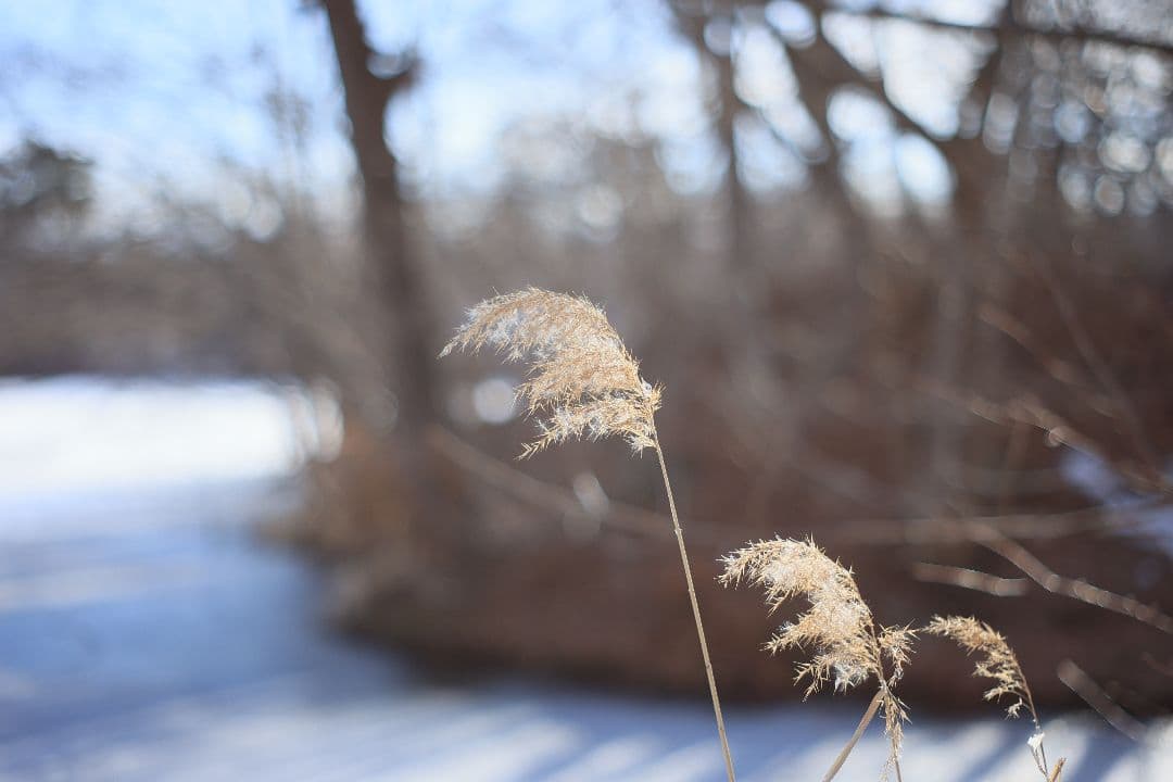 Super-Takumar 55mm F1.8 後期型 S/N：1406850