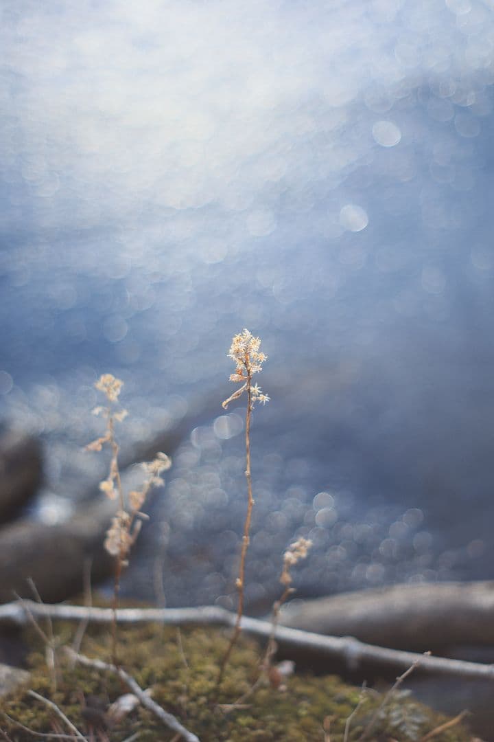 Super-Takumar 55mm F1.8 後期型 S/N：1406850