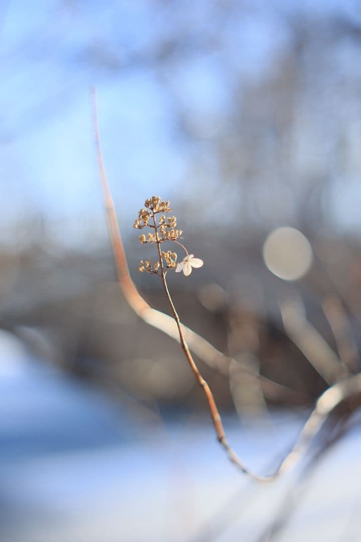 Super-Takumar 55mm F1.8 後期型 S/N：1406850