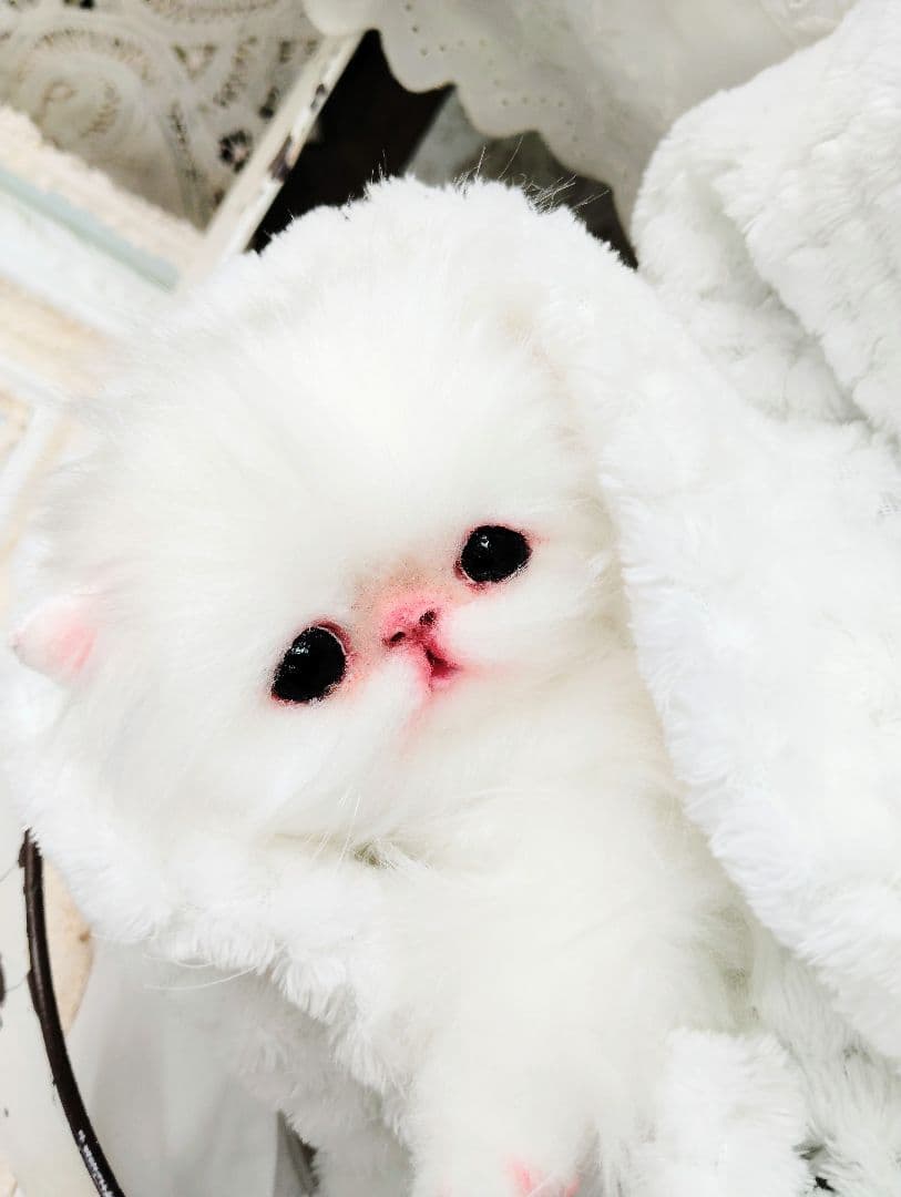 子猫♡寝起きのシロップちゃん♡アートドール♡ぬいぐるみ♡