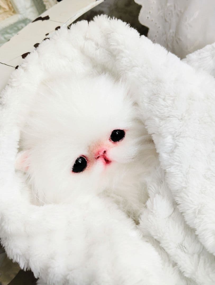 子猫♡寝起きのシロップちゃん♡アートドール♡ぬいぐるみ♡