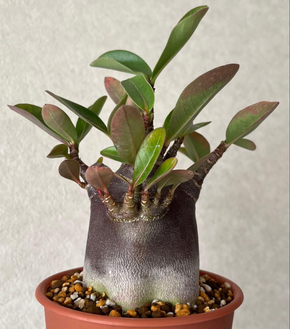 【激レア/ブラックスキン/極太/ドワーフ 】アデニウム カピ 鉢植えG-5