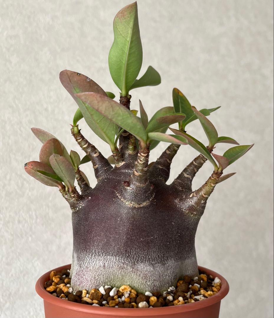 【激レア/ブラックスキン/極太/ドワーフ 】アデニウム カピ 鉢植えG-5