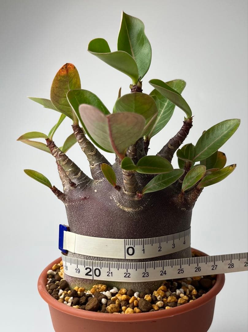 【激レア/ブラックスキン/極太/ドワーフ 】アデニウム カピ 鉢植えG-5