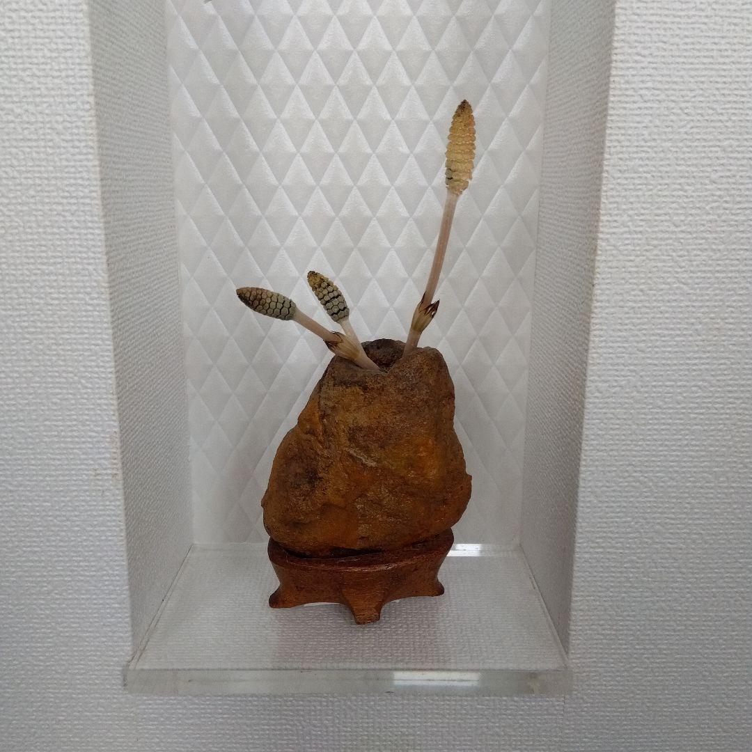 自然石 水石 木製台座付き 約8cm高 自然の穴あり 壺石　一輪挿し