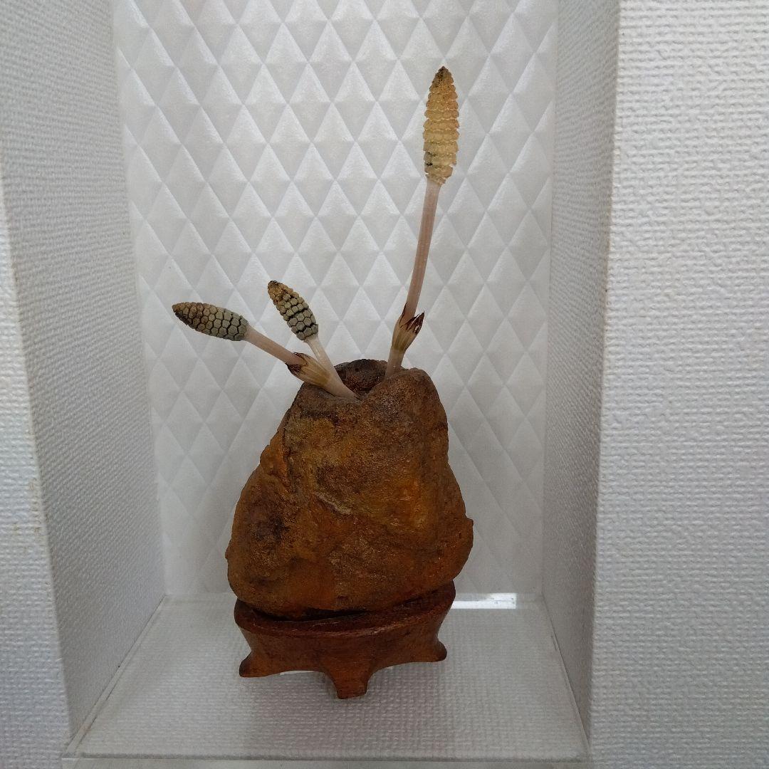 自然石 水石 木製台座付き 約8cm高 自然の穴あり 壺石　一輪挿し